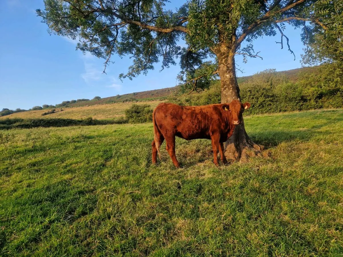 Saler Breeding Heifer - Image 2