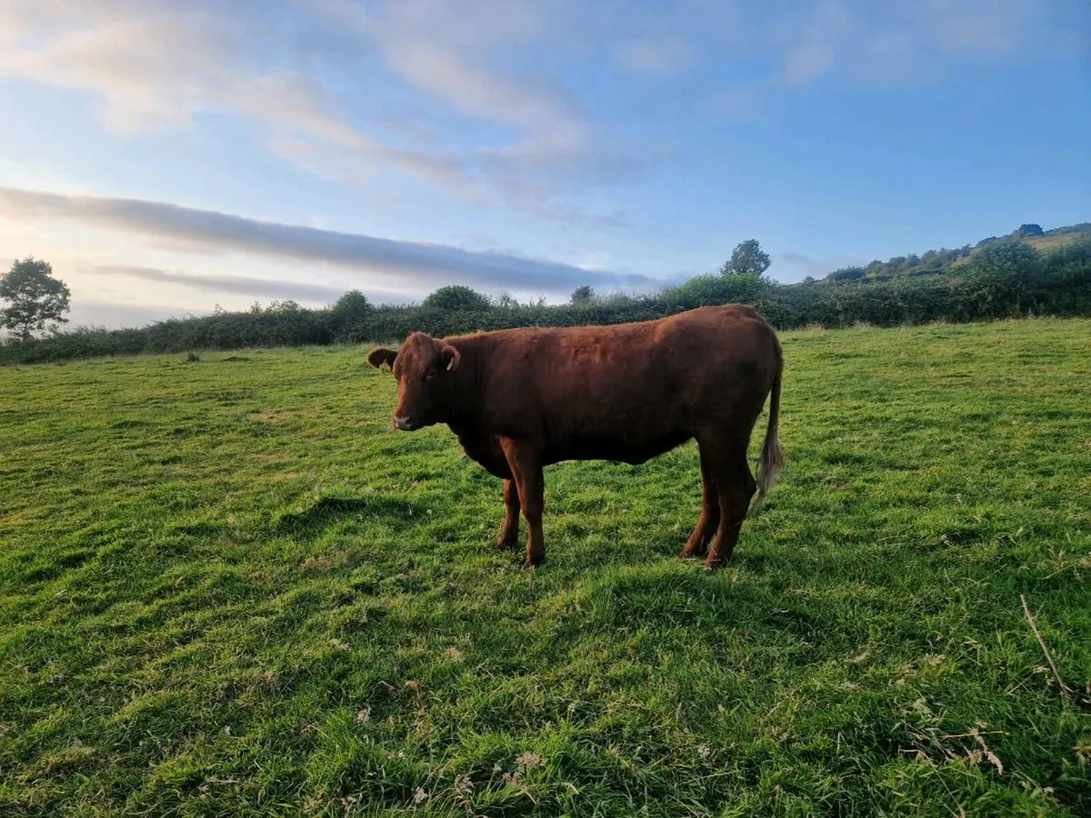 Saler Breeding Heifer - Image 3