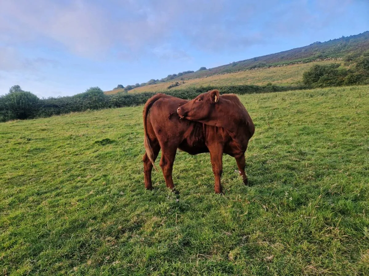 Saler Breeding Heifer - Image 4
