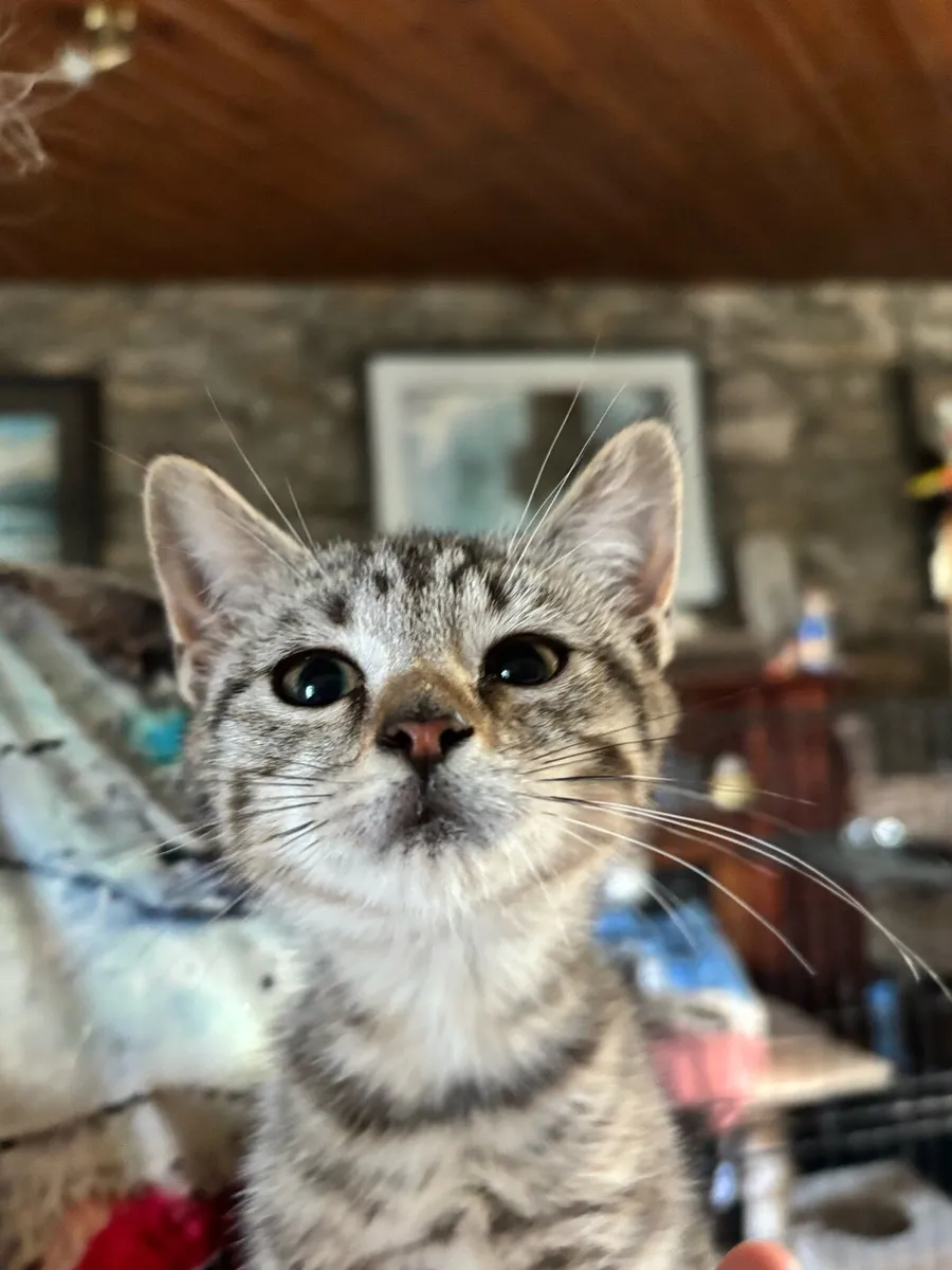 Kittens-kid friendly - Image 4