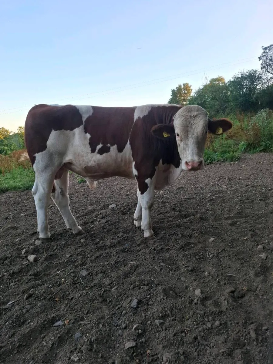 Montbeliarde Bulls - Image 1
