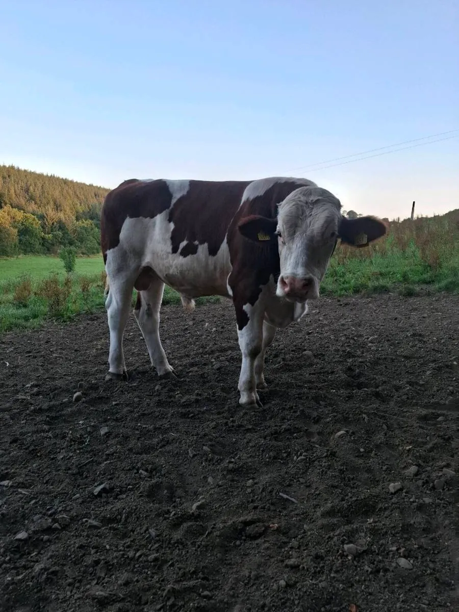Montbeliarde Bulls - Image 2