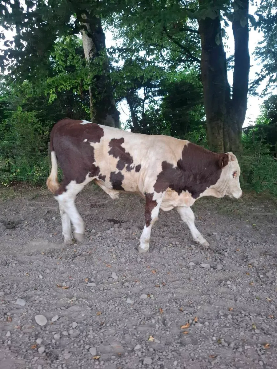 Montbeliarde Bulls - Image 3
