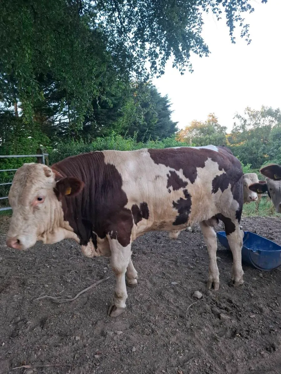 Montbeliarde Bulls - Image 4