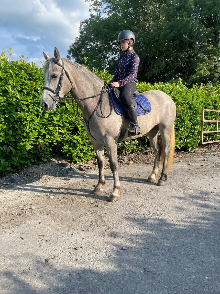 4 year old connermara cross mare - Image 3