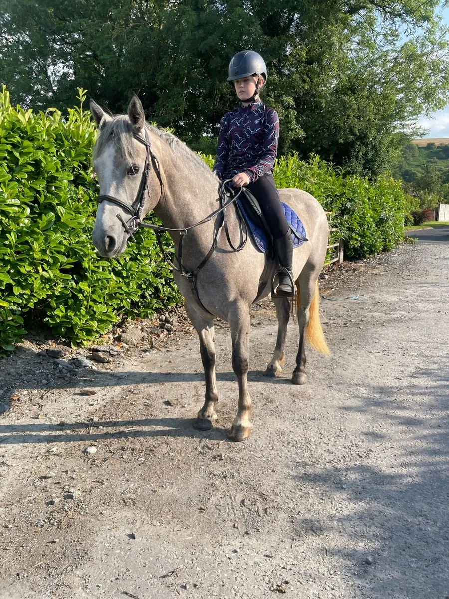 4 year old connermara cross mare - Image 4