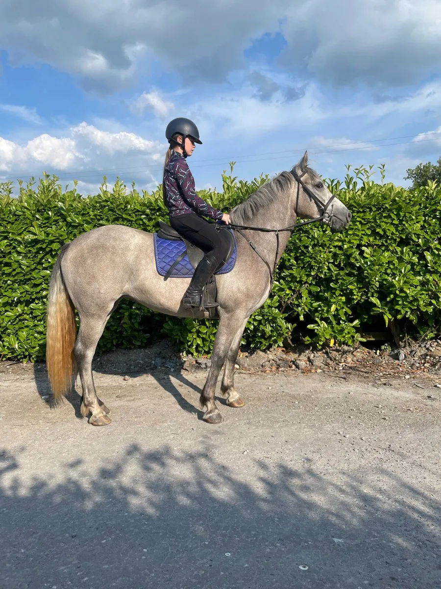 4 year old connermara cross mare - Image 1