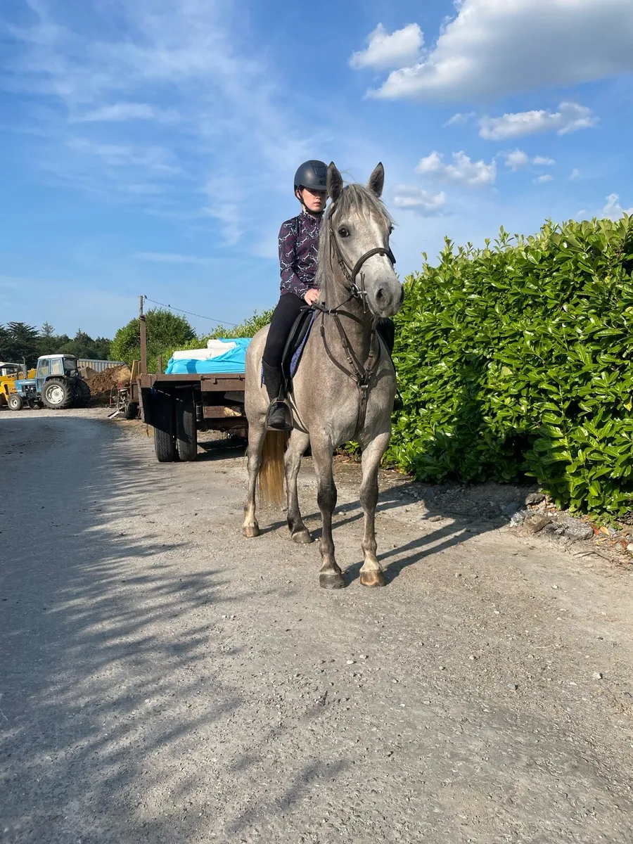 4 year old connermara cross mare - Image 2