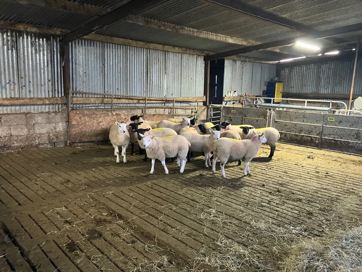 Organic Sheep - Image 4