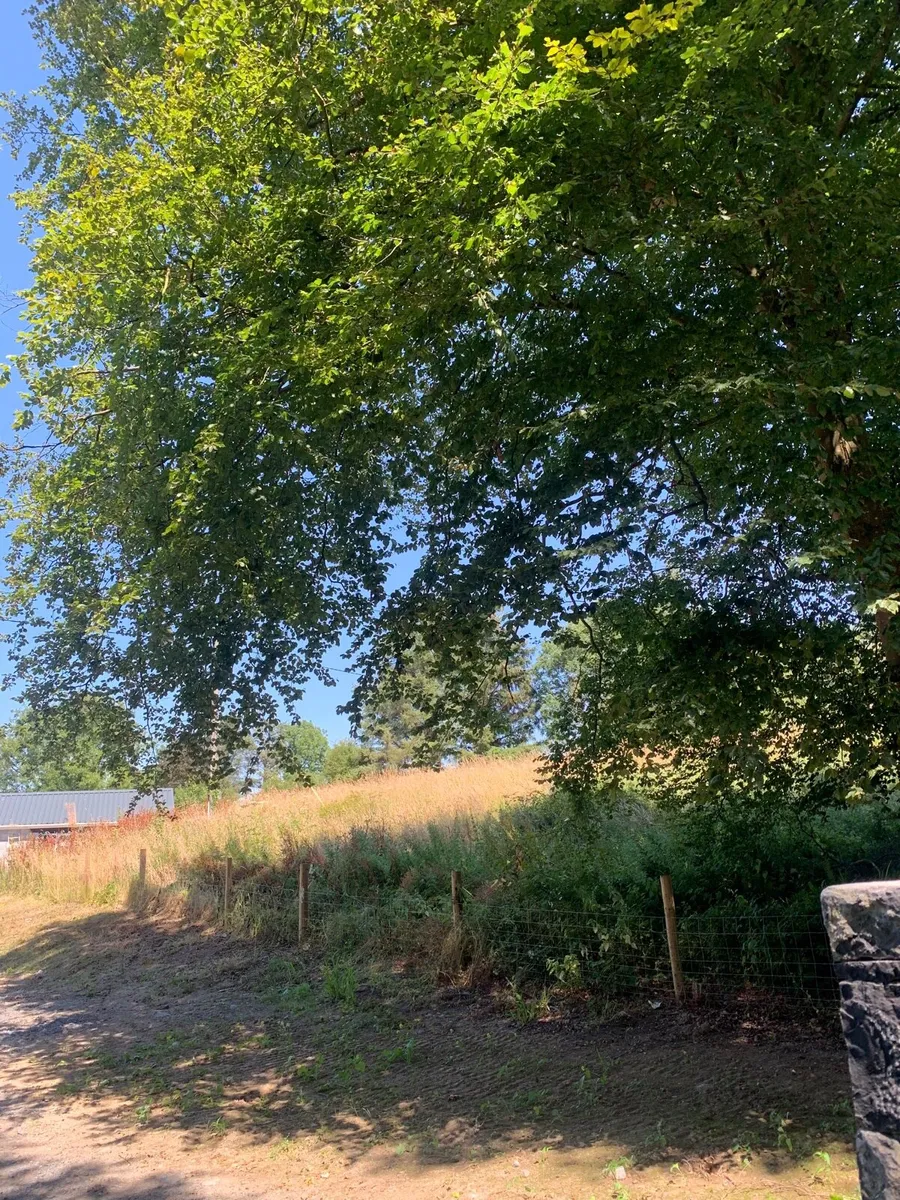 3-4 acres of meadow. - Image 1