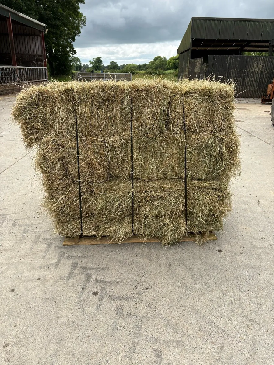 Small squares of Hay (strapped to pallets) - Image 3