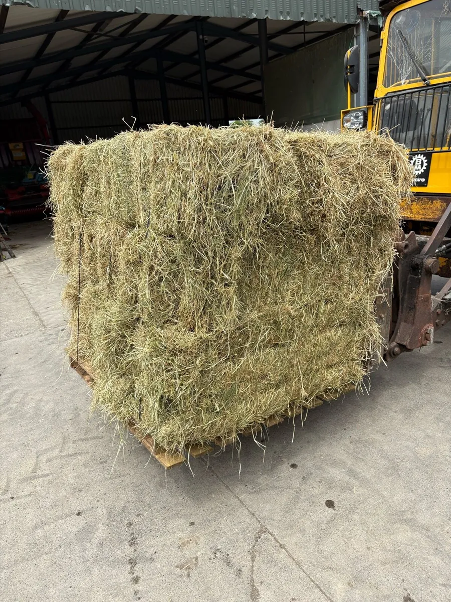 Small squares of Hay (strapped to pallets) - Image 4