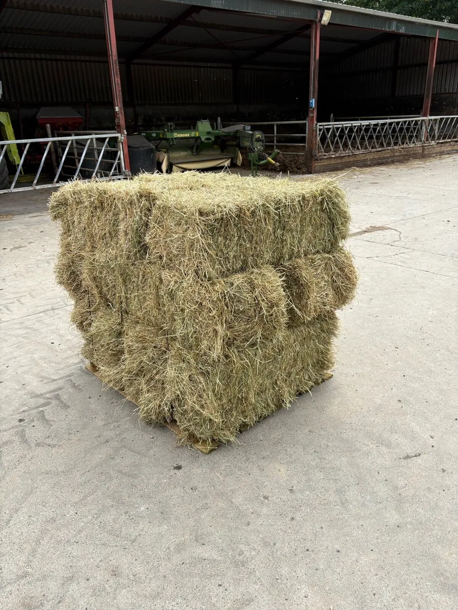 Small squares of Hay (strapped to pallets) - Image 1
