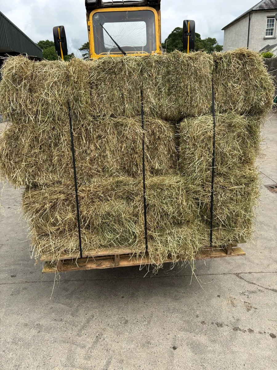 Small squares of Hay (strapped to pallets) - Image 2