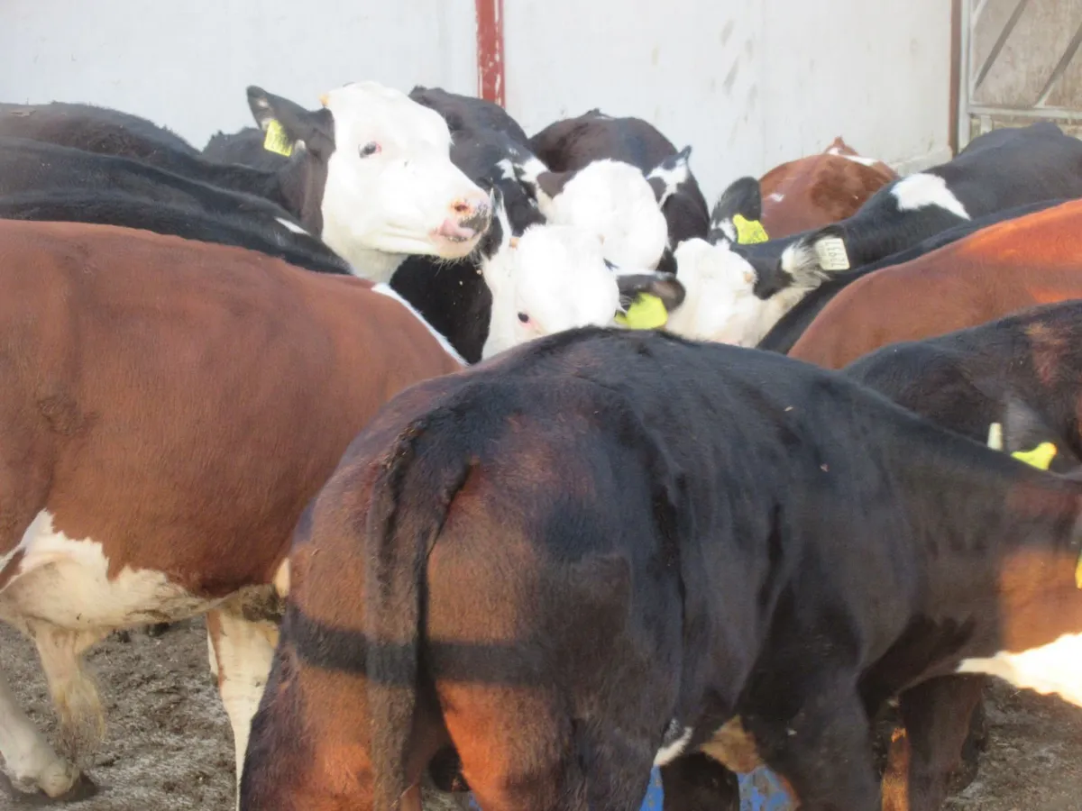 20 hereford bull weanlings - Image 3