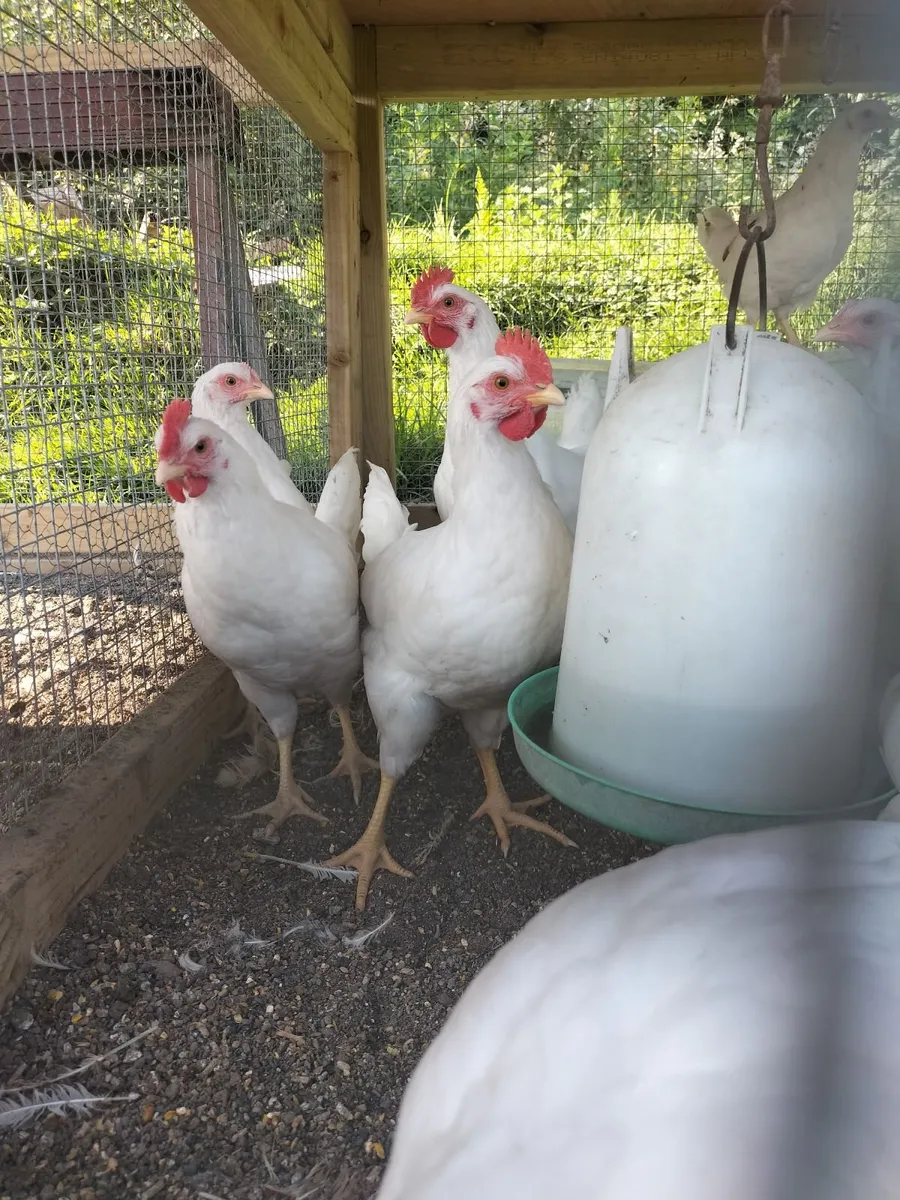 Leghorn roosters