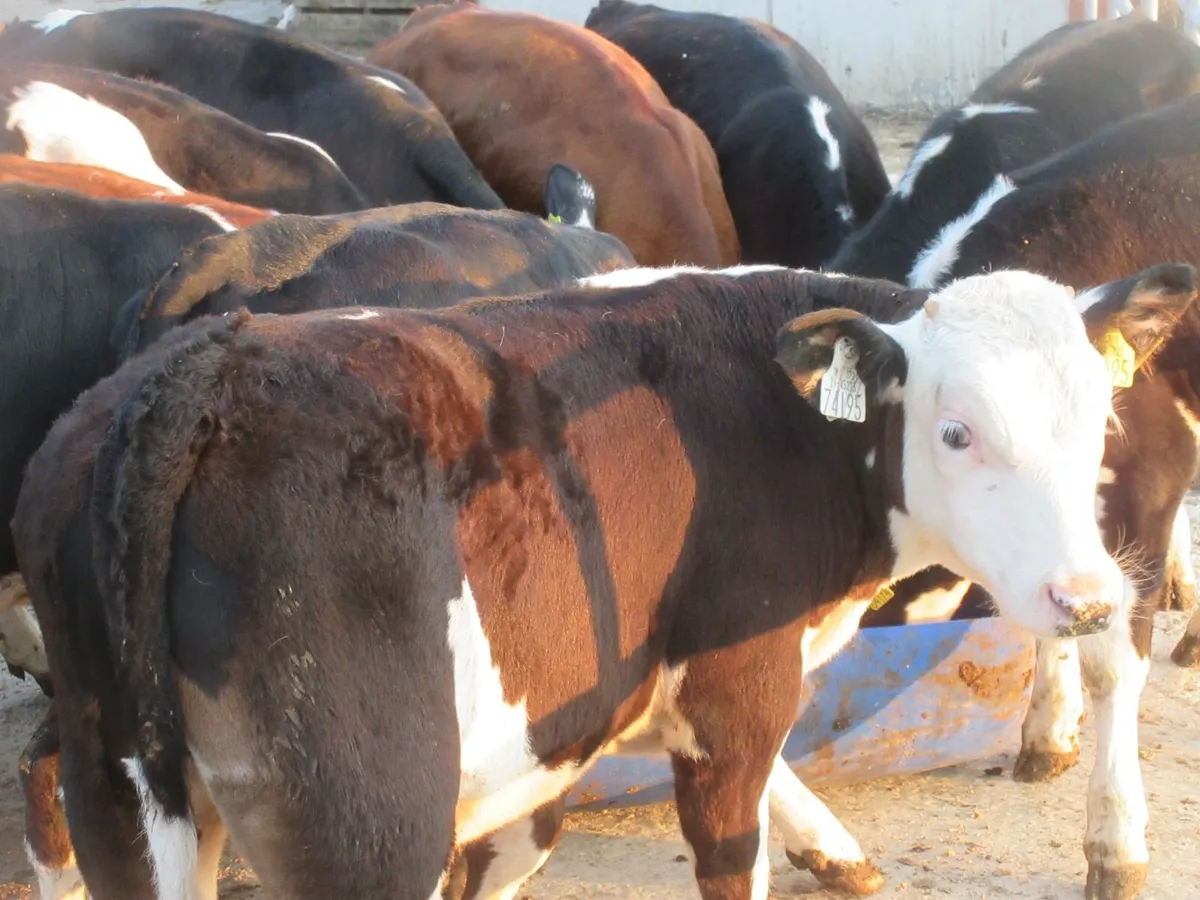 20 hereford bull weanlings - Image 1
