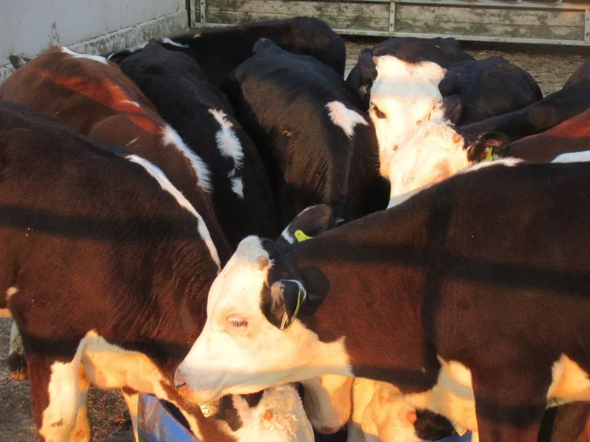 20 hereford bull weanlings - Image 4