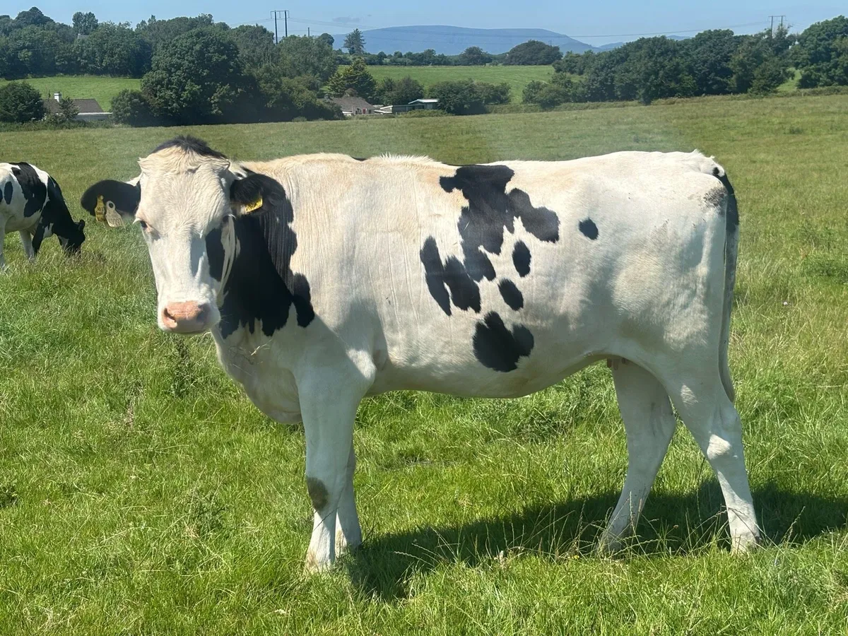 Autumn calving heifers for sale - Image 2