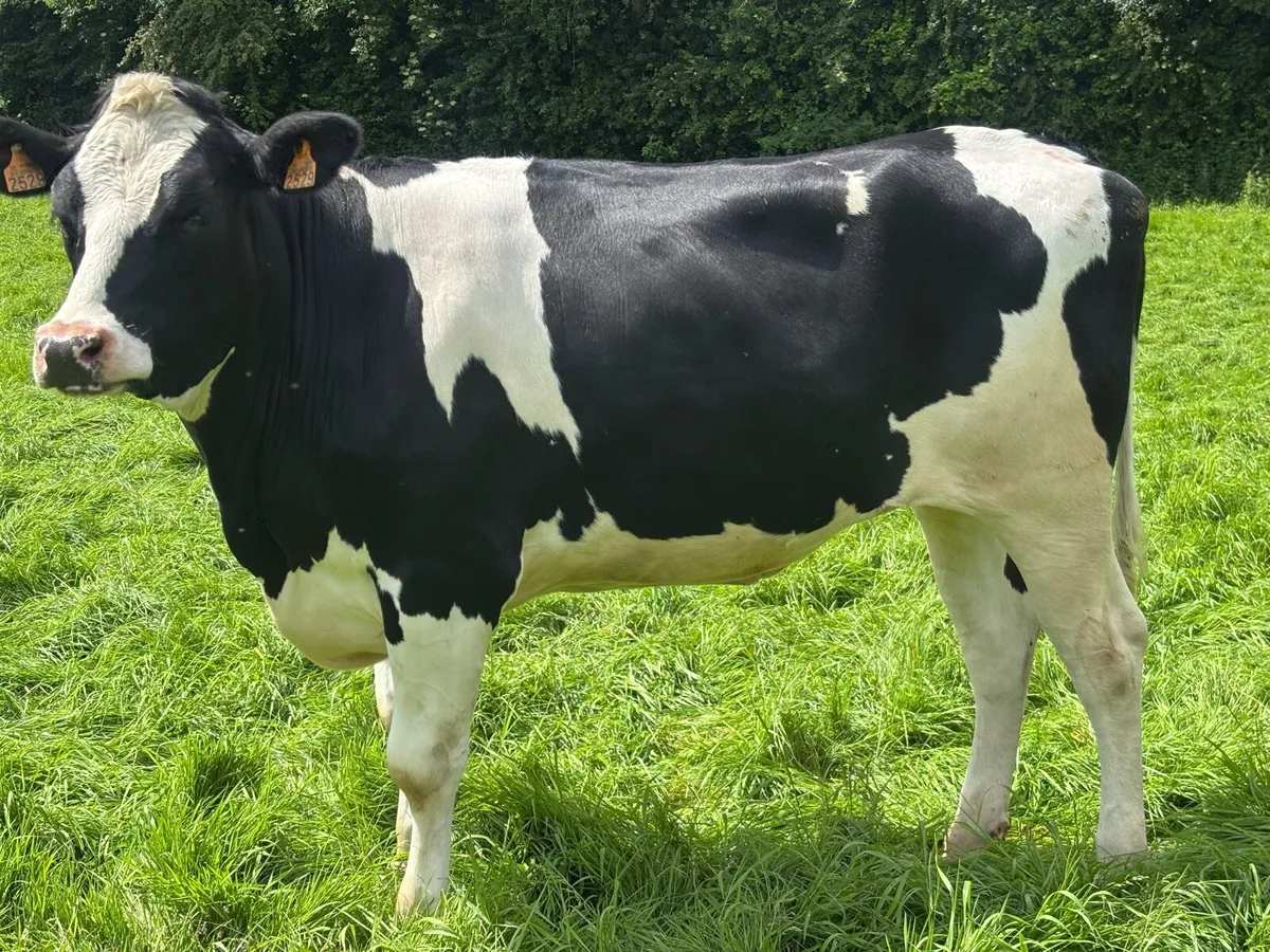 Autumn calving heifers for sale - Image 3