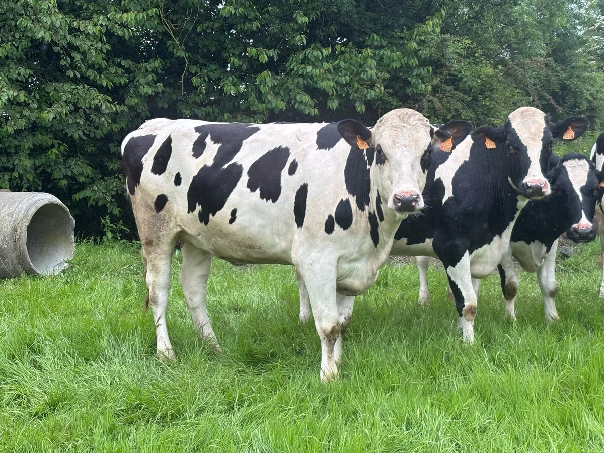 Autumn calving heifers for sale - Image 4