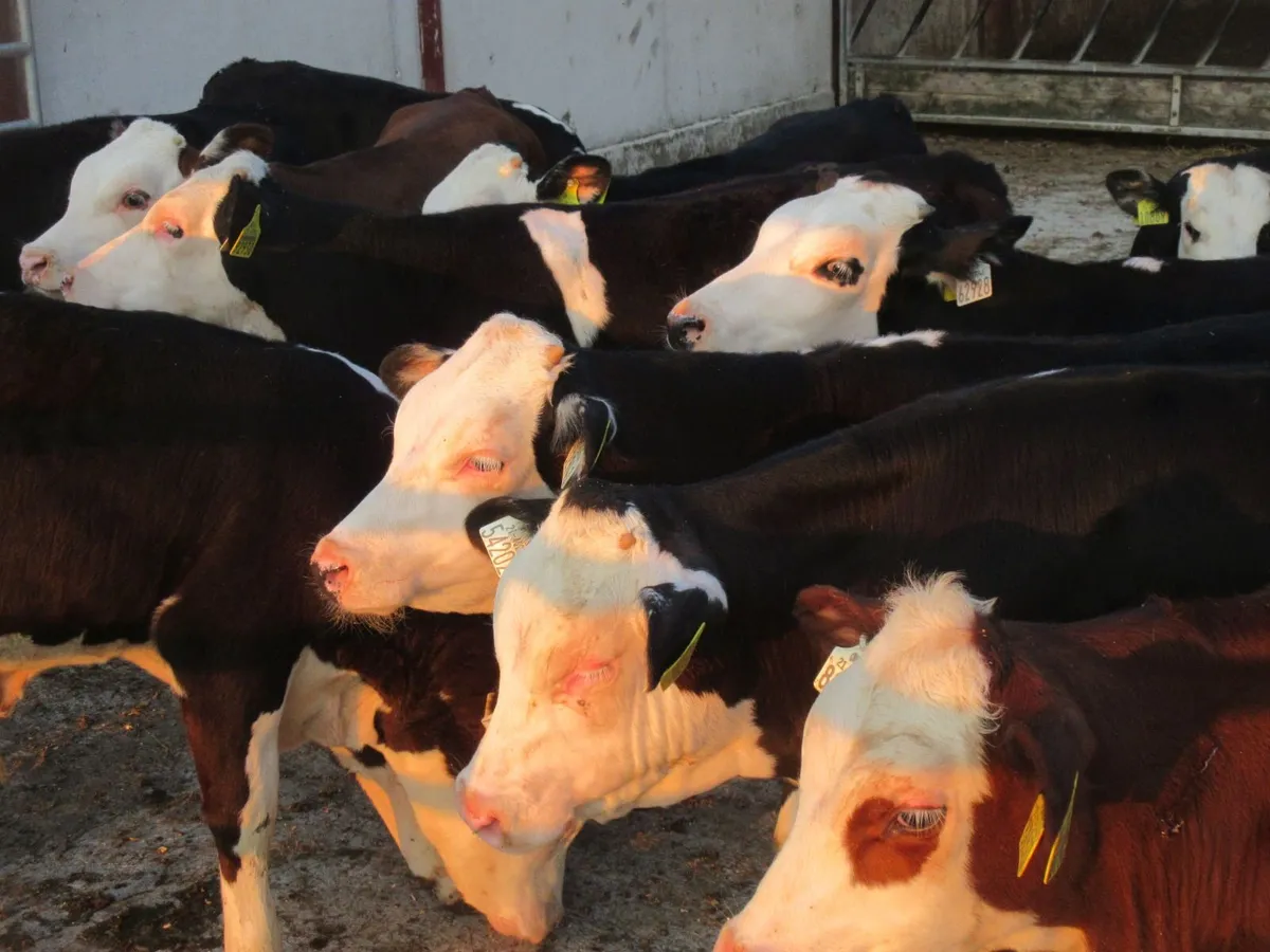20 hereford bull weanlings - Image 2