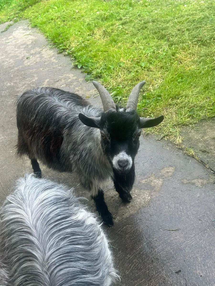 Pygmy goats - Image 1