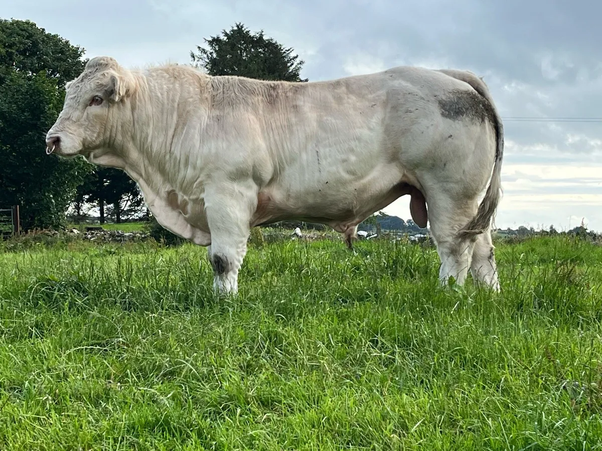Charolais Bull - Image 1