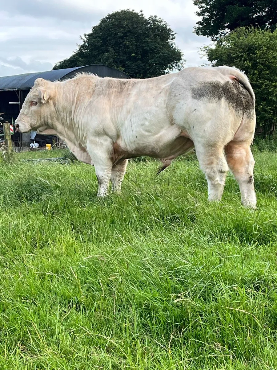 Charolais Bull - Image 2