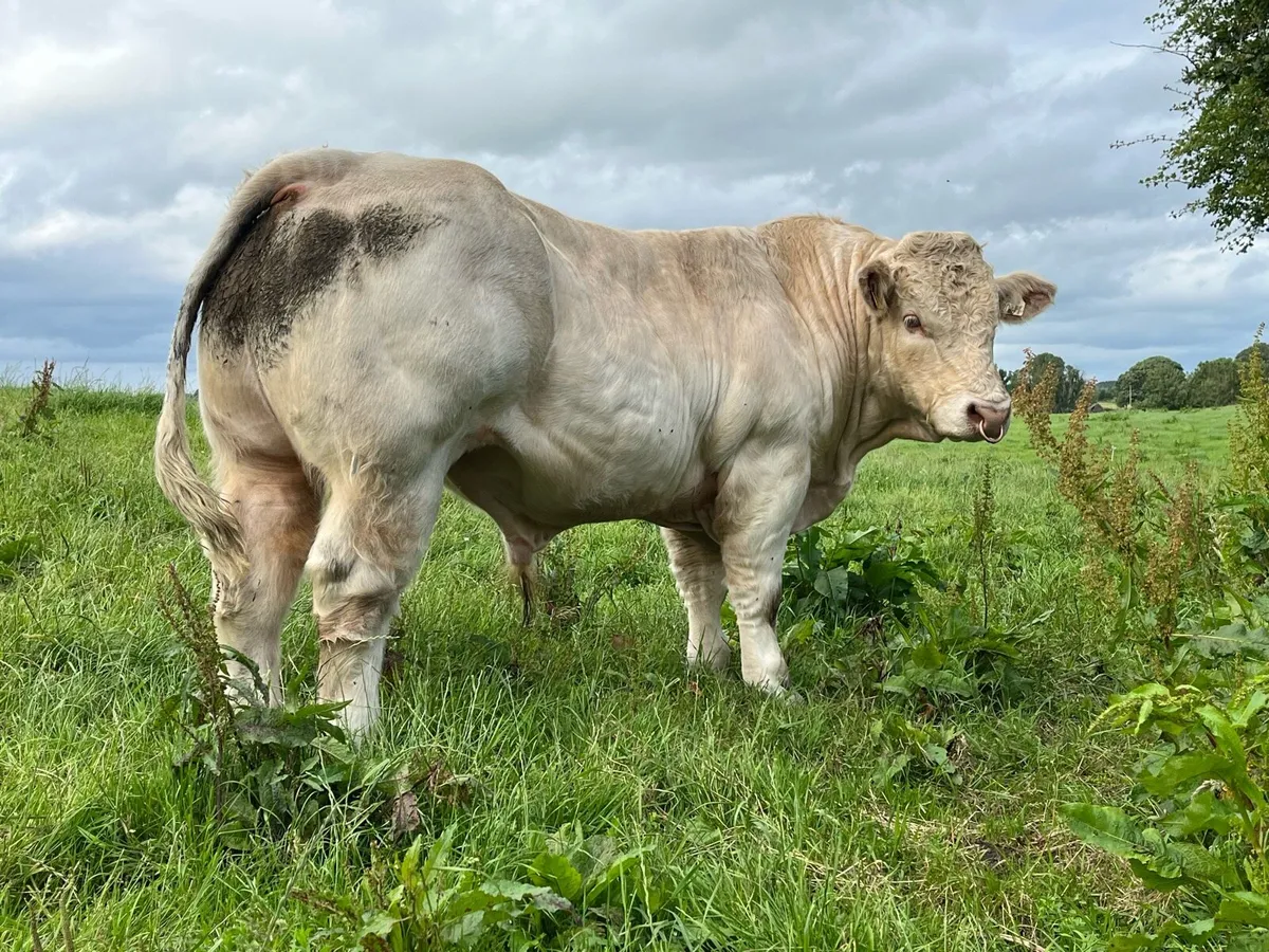 Charolais Bull - Image 3