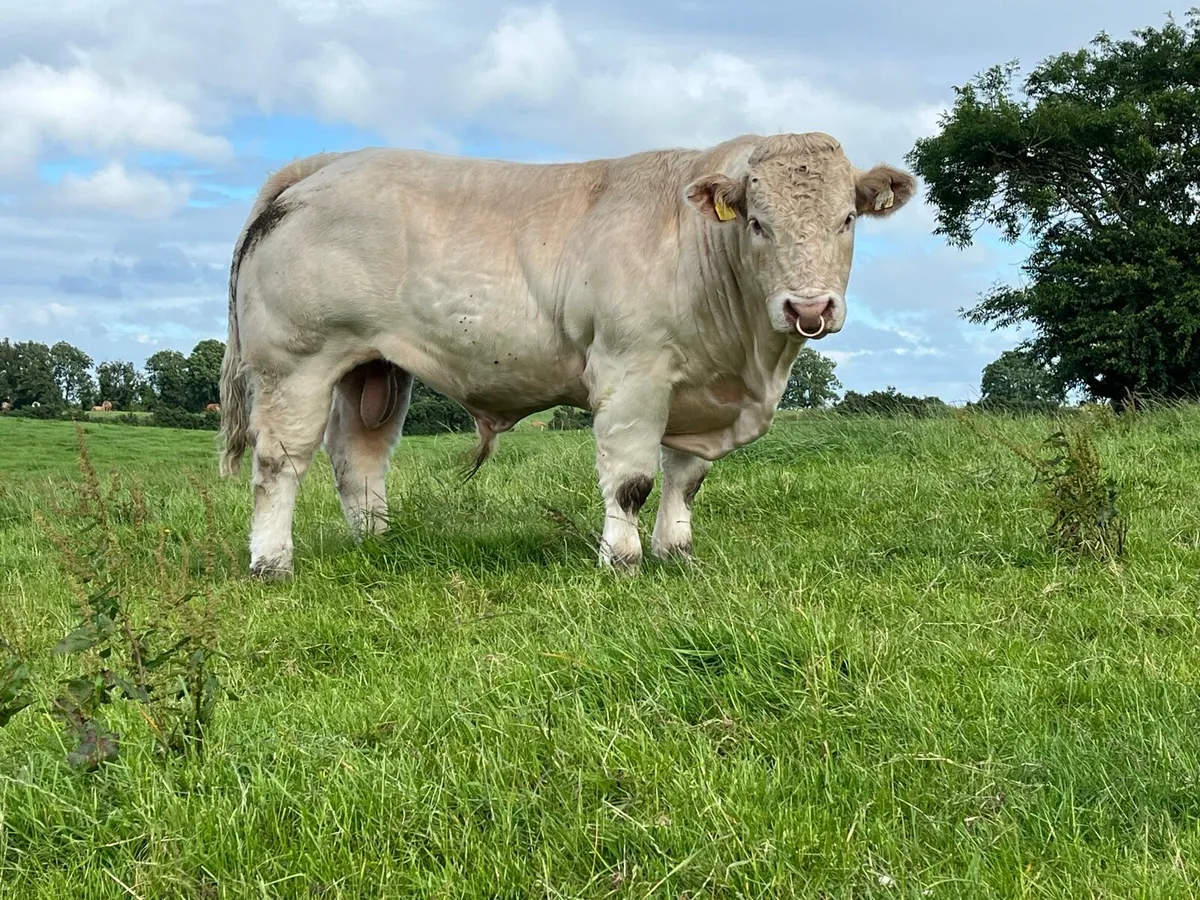 Charolais Bull - Image 4