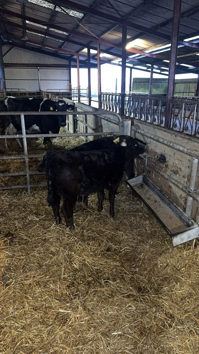AA Bulls and heifer runners - Image 2