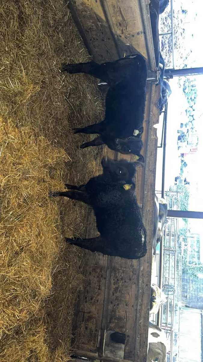AA Bulls and heifer runners - Image 3