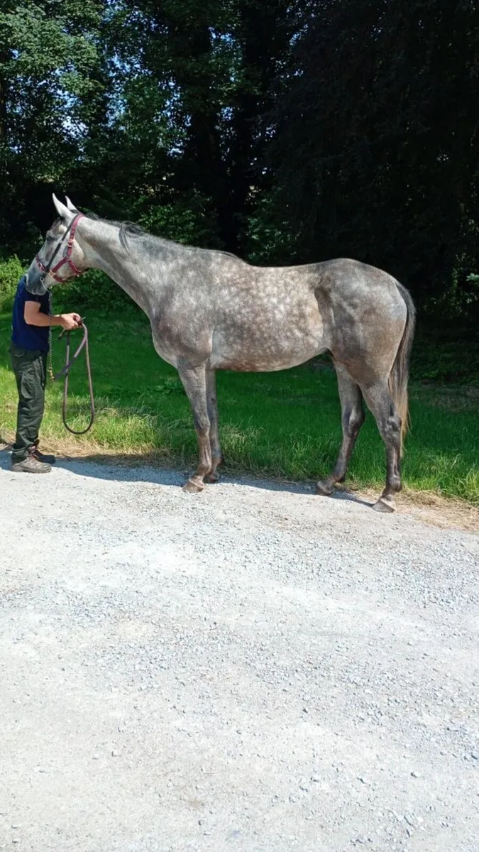 3 year gelding by Coolcronan Wood - Image 1