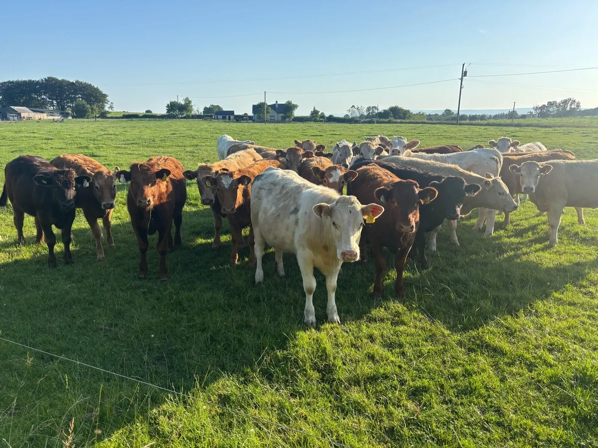 🌱28 Continental Heifers 320kgs🌱 - Image 2