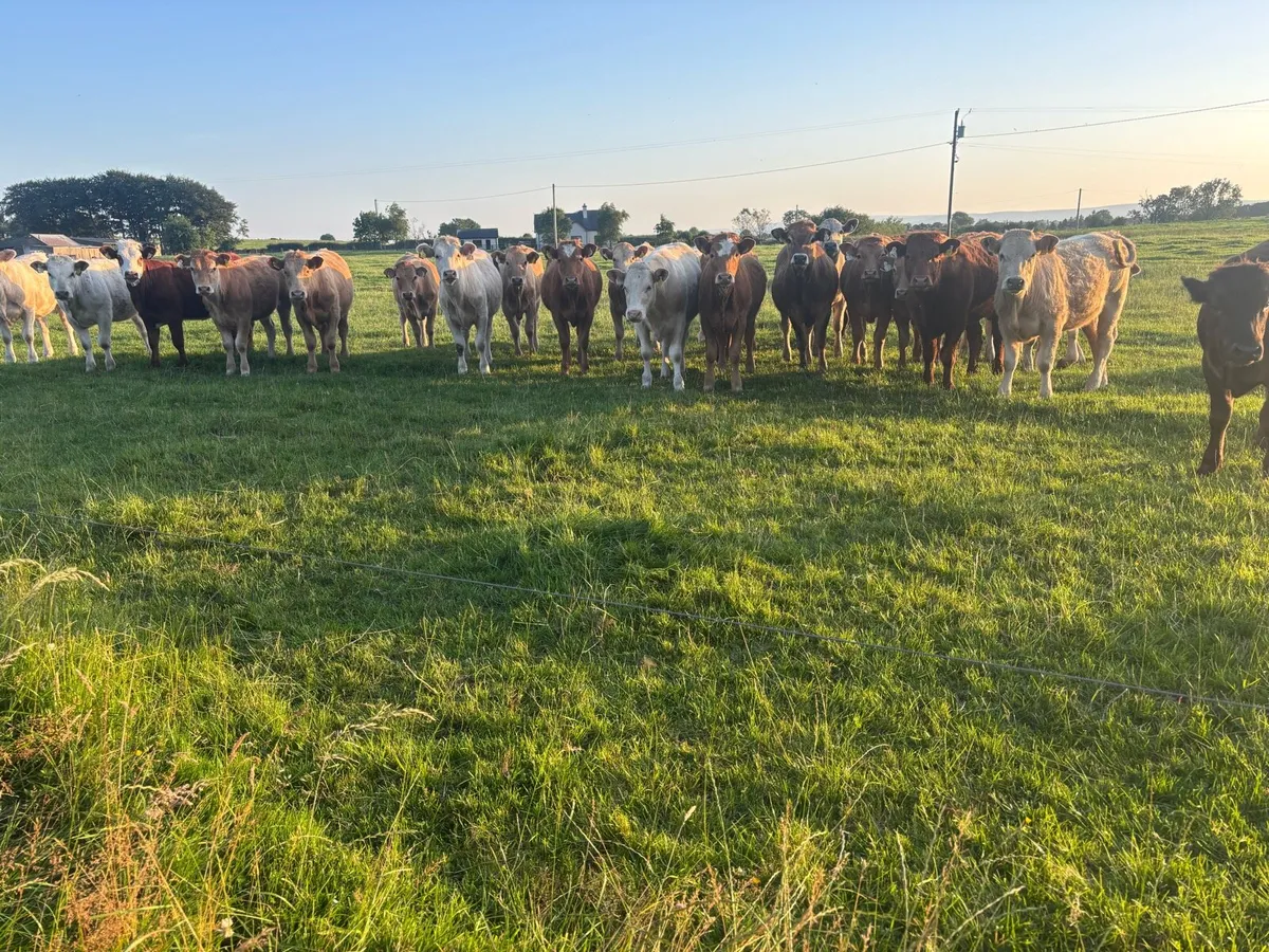 🌱28 Continental Heifers 320kgs🌱 - Image 1