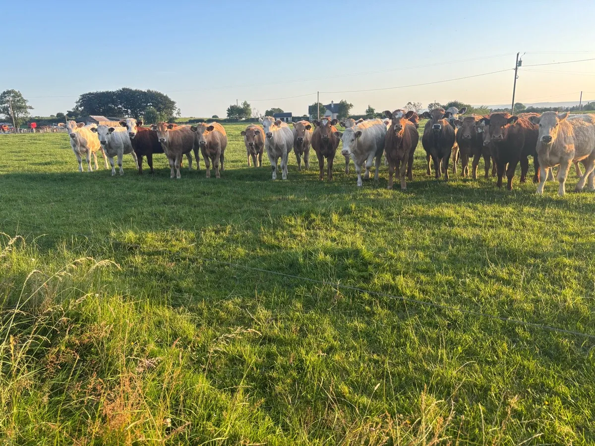 🌱28 Continental Heifers 320kgs🌱 - Image 3