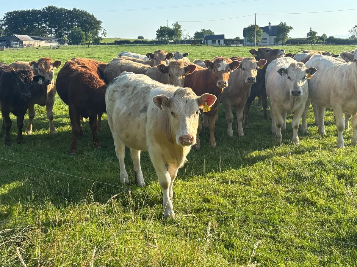 🌱28 Continental Heifers 320kgs🌱 - Image 4