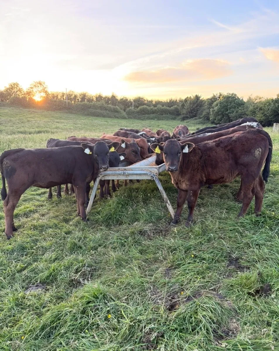 32 super top quality 150kg Aax heifer runners - Image 4
