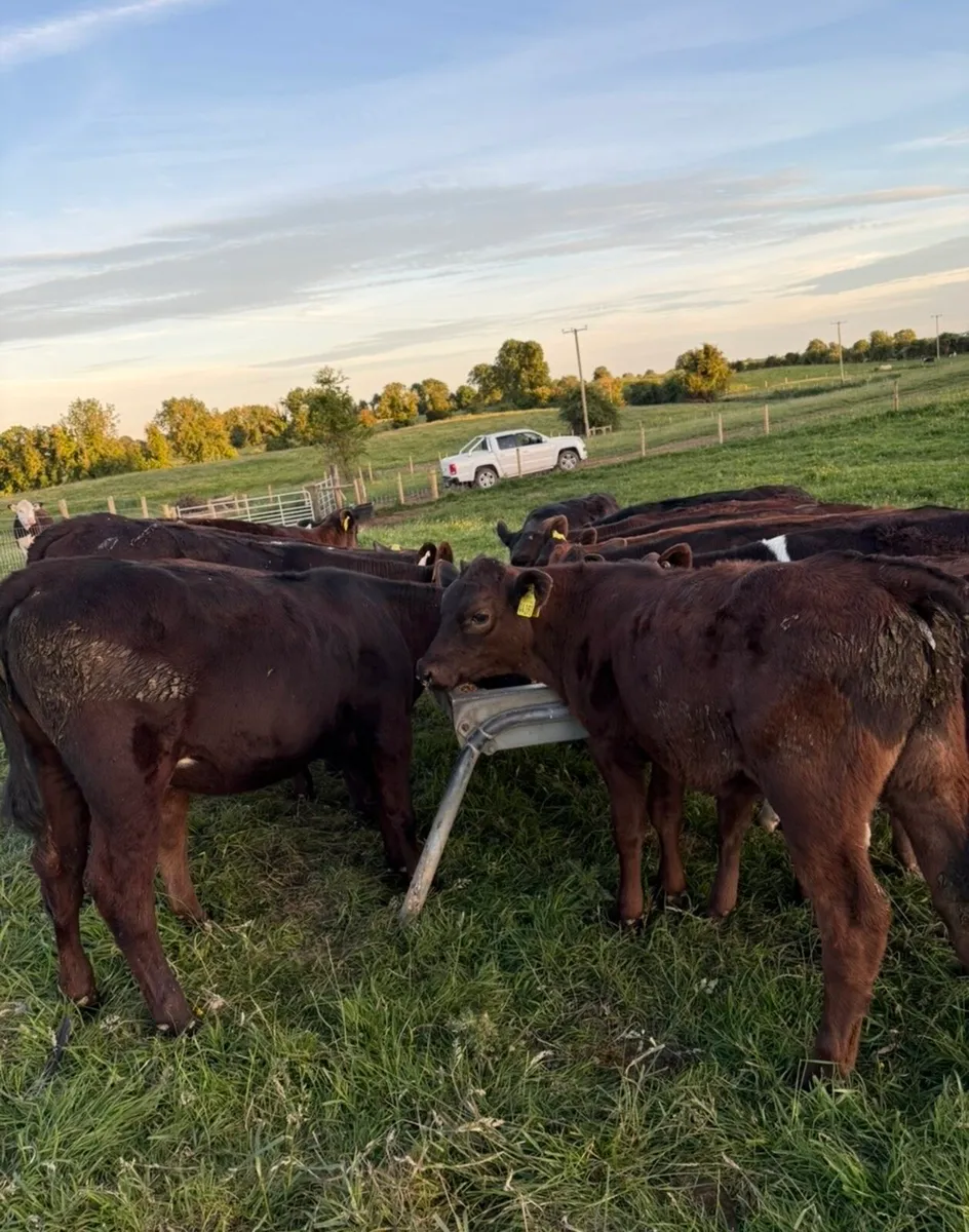 32 super top quality 150kg Aax heifer runners - Image 1