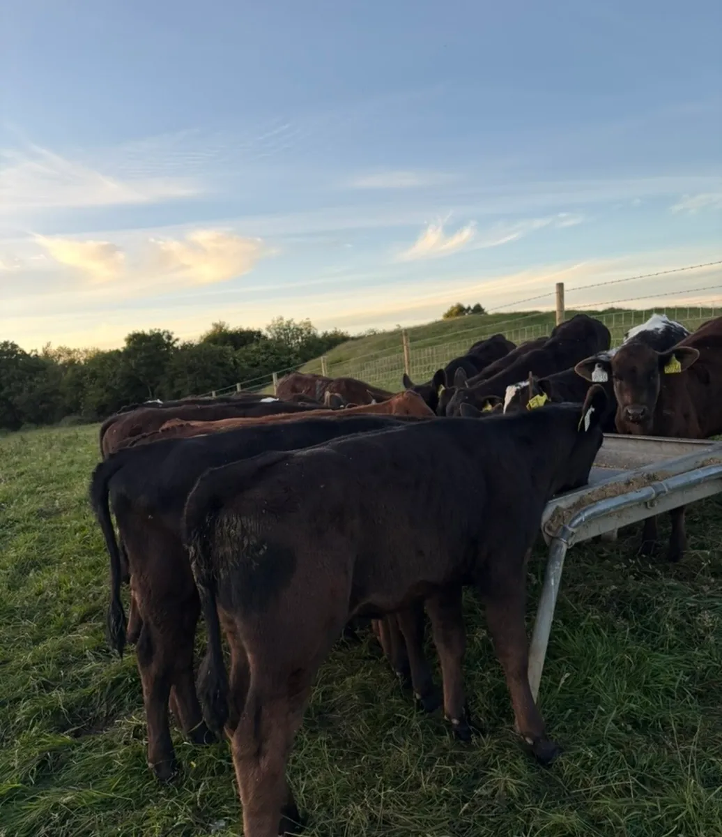 32 super top quality 150kg Aax heifer runners - Image 2
