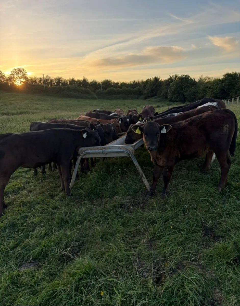 32 super top quality 150kg Aax heifer runners - Image 3