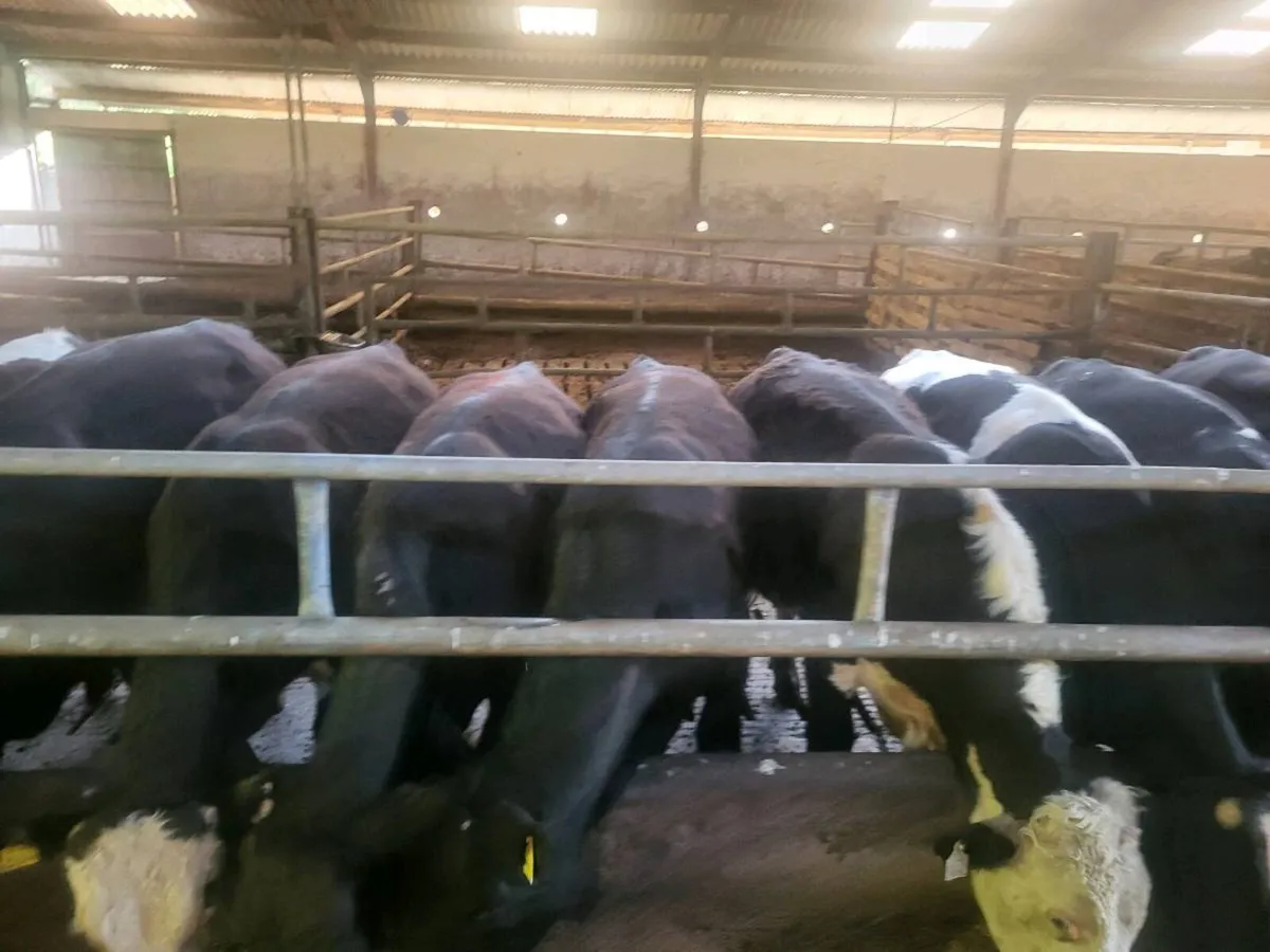 Weanling bulls - Image 2