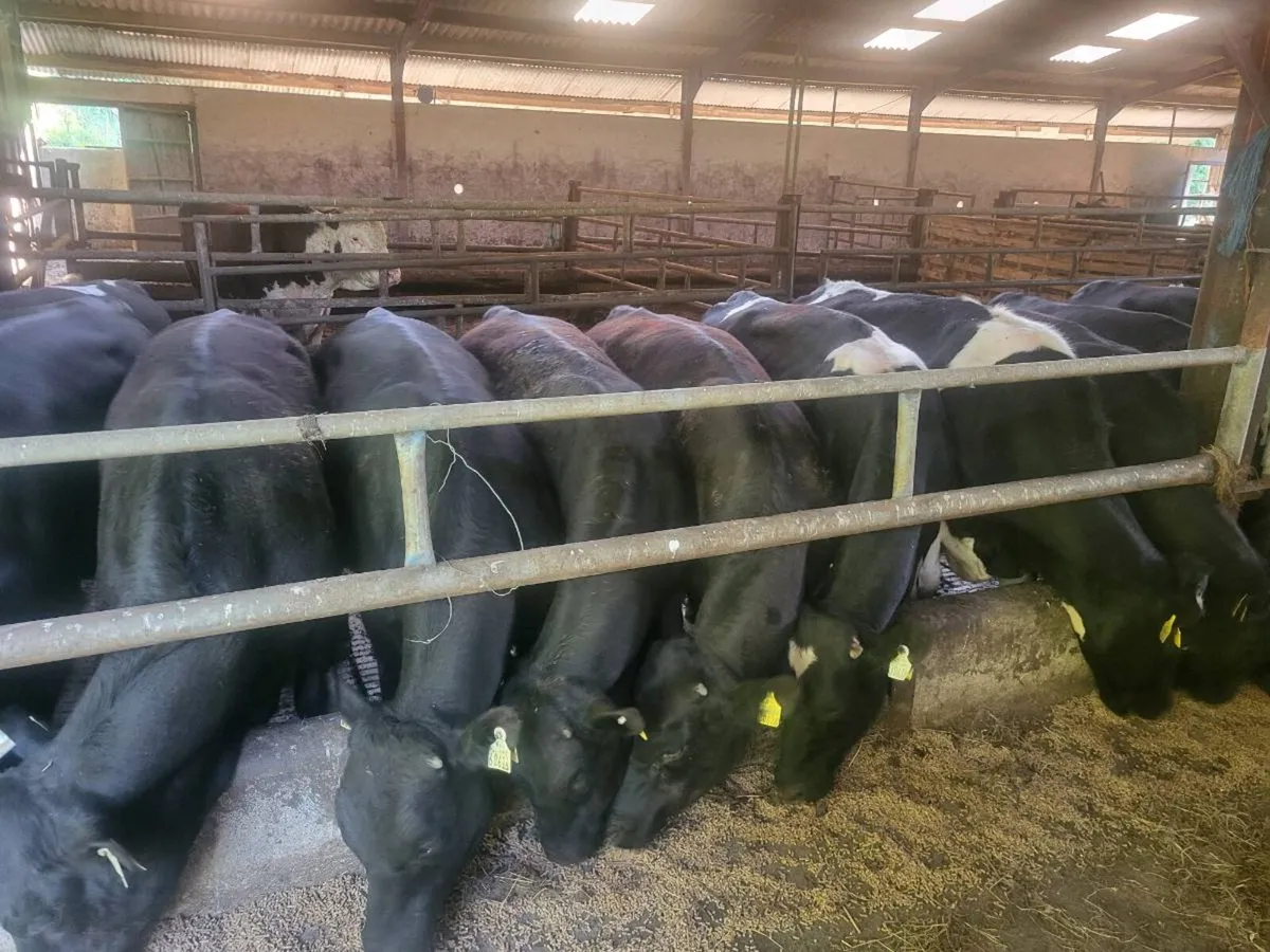Weanling bulls - Image 3