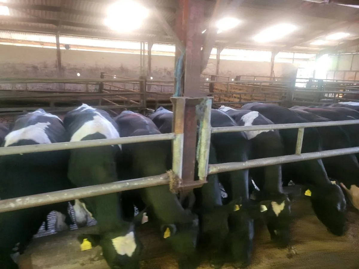 Weanling bulls - Image 4