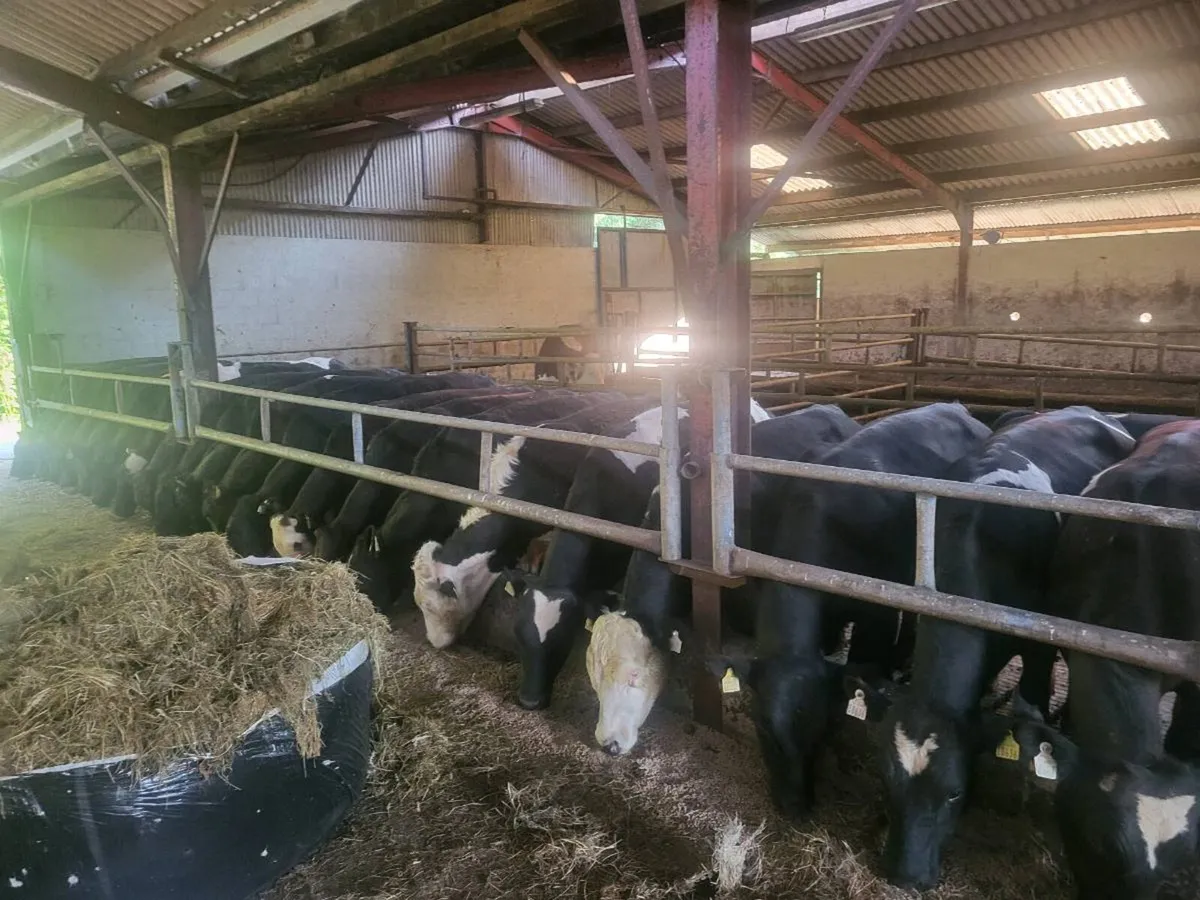 Weanling bulls - Image 1