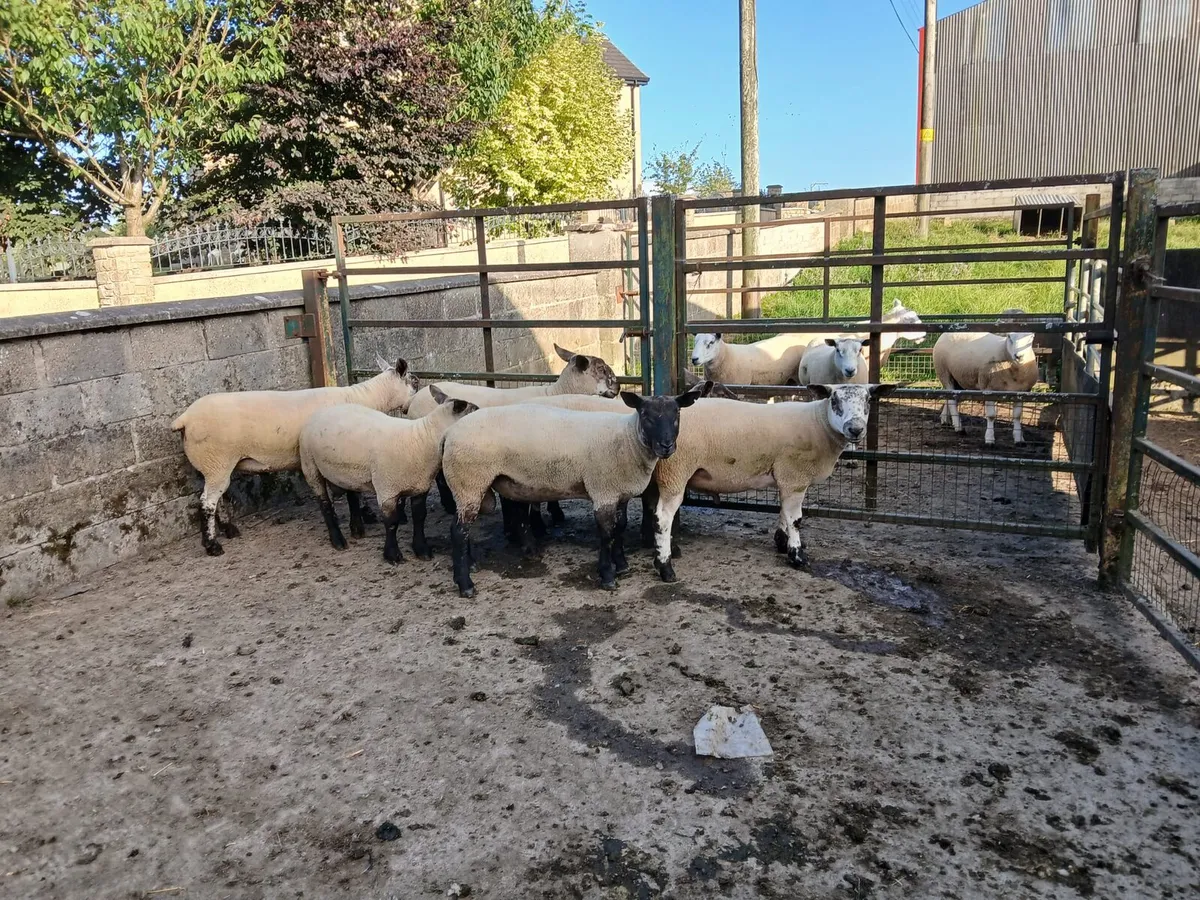 Shearling Rams - Image 1