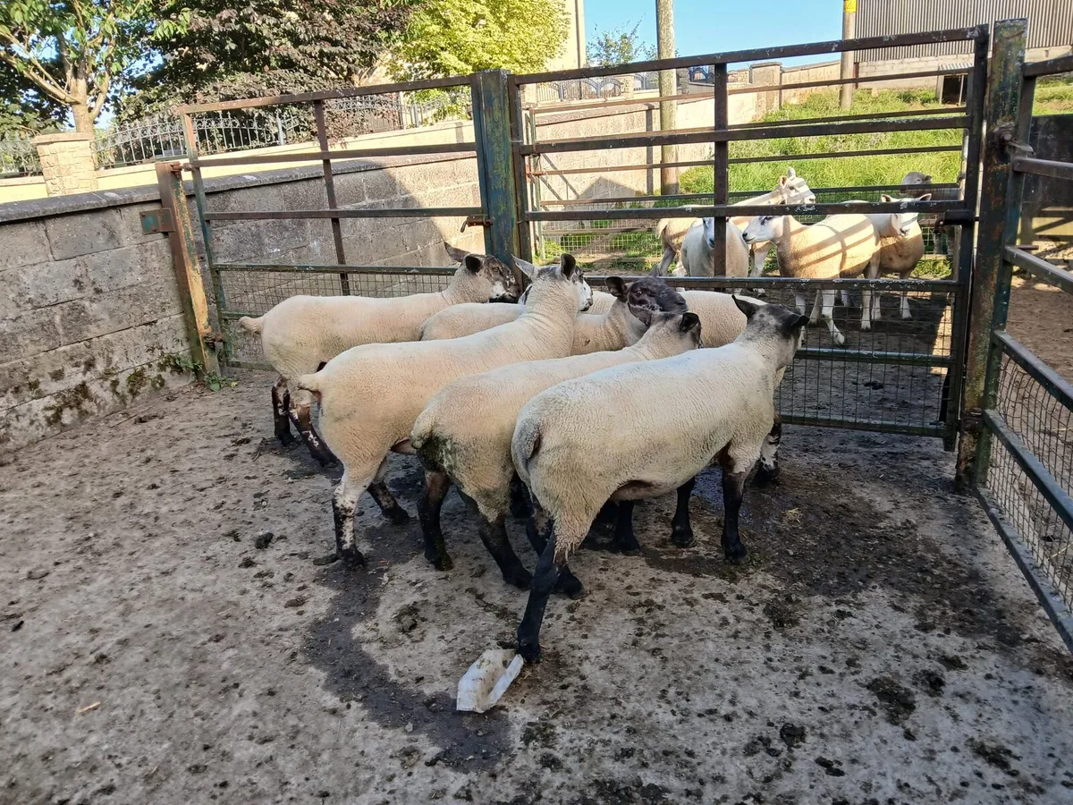 Shearling Rams - Image 2