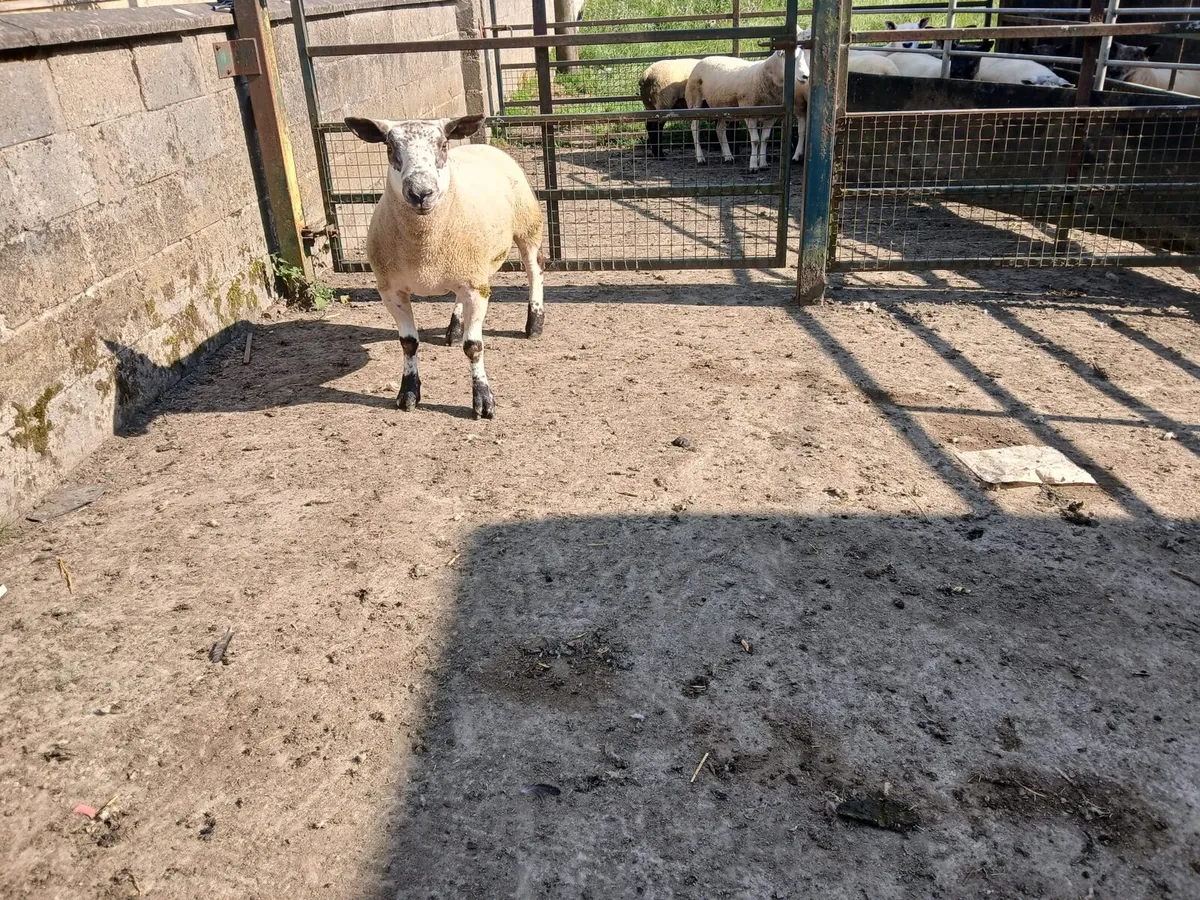 Shearling Rams - Image 3