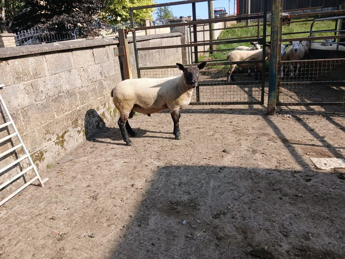 Shearling Rams - Image 4